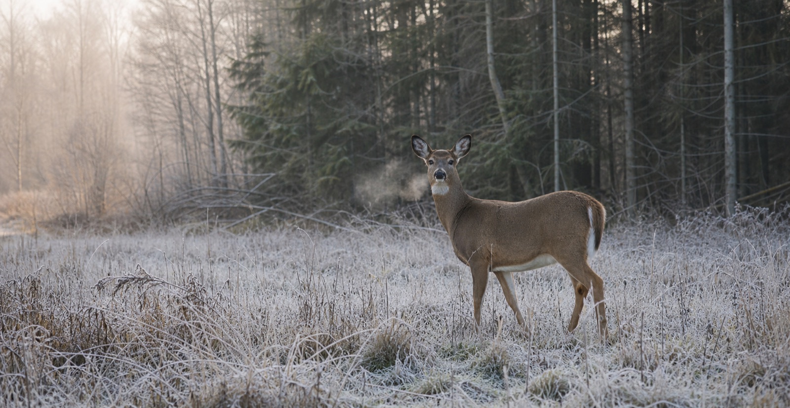 Peura kuuraisella metsänreunalla – kuvituskuva
